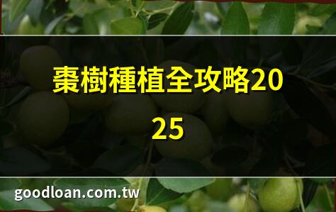 棗樹種植全攻略2025 | 秋栽棗樹必知要點 | 棗樹栽培技術詳解 | 盆栽棗樹養護秘訣