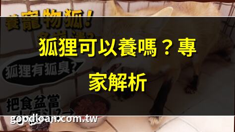 狐狸可以養嗎？專家解析 | 養狐狸的法律規範！ | 狐狸當寵物合適嗎？ | 2025年養狐狸需知